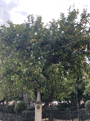 Valencia citroenboom