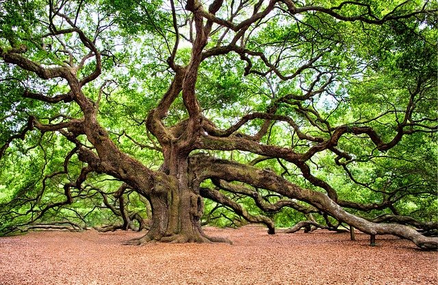 oak tree g44a801fe4 640